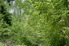 Евро-трешка 86кв ЖК Малая Истра