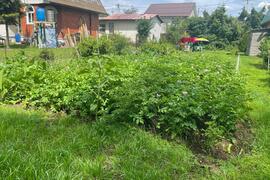 Летняя дача с ухоженным огородом