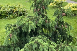 Два дома на участке 14 сот.